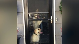 These Crazy Pets can Open Doors!