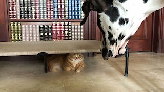 Funny Cat Plays Hide And Seek With Great Danes