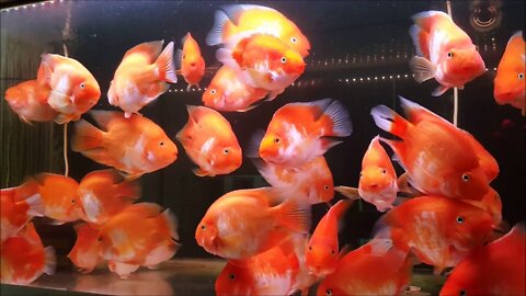 Red White Parrot Fish