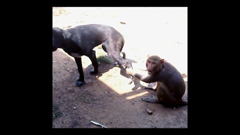 Funniest monkey catches the dog for fun and with a cat.