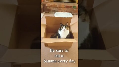 Cat Gives Words of Wisdom