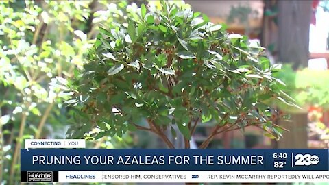 Growing Your Garden: Pruning Your Azaleas for the Summer