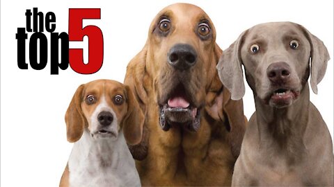 TOP 5 Funny Dog Jokes Told By Comedians ft. Bill Burr, Louis CK, George Carlin & Jerry Seinfeld