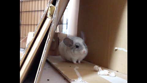 A Very Happy Chinchilla