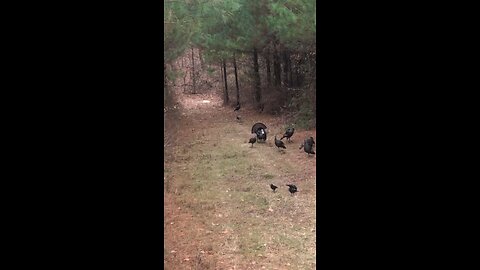 Watching some turkey while deer hunting