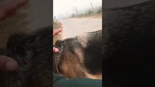 यह वीडियो कैसे वायरल हुई #shorts#viral #newpost @Rudra Khatana Gurjjar #ytshorts#dogs#vlog #dog