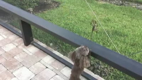 Puppy tries to catch lizard just out of reach