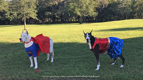 Max and Katie the Talking Super Hero Great Danes