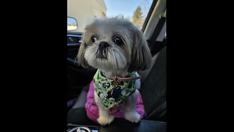 Rosie And Her Car Ride (Featuring Rosie The Shihtzu)