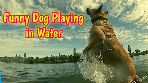 Funny Dog Playing in Water | Funny Dog Swimming