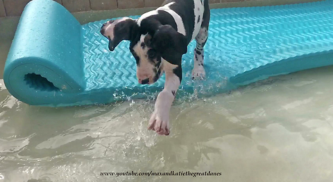 Water-loving puppy splashes in doggy pool