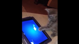 7-week-old kitten has iPad game all figured out!