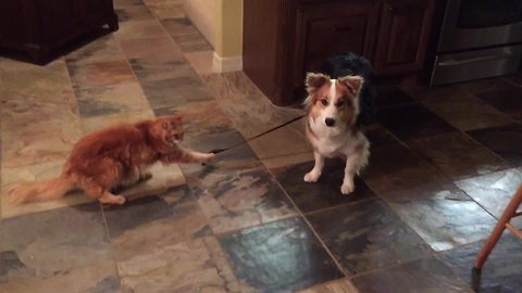 A Cat Holds A Dog's Leash And Tires To Make Him Stay At Home