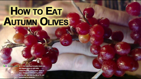 How to Eat Autumn Olives [ASMR]