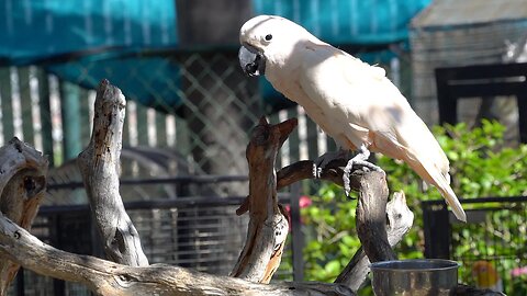 CatTV: Bouncy White Parrot