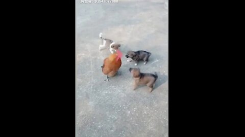 Incredible Chicken VS Giant Dog Fight- Funny Animals