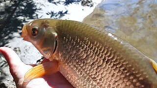 Big Common nase (Chondrostoma nasus) on maggots