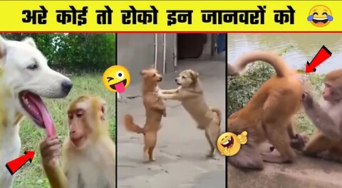 funny animal part 1 videos