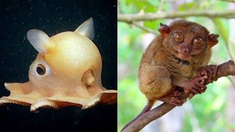 Dumbo Octopus and the Philippine Tarsier || weird animals || trivia