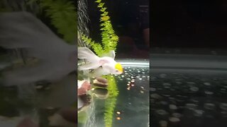 Goldfish Say "Hello"