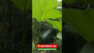 abóbora orgânica direto da horta #shorts #agro #abóbora #horta #plantação #organico #organic