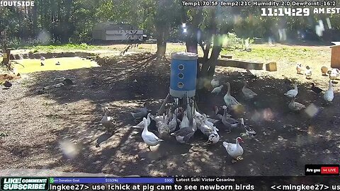 The Internet's Gander, Duck and Chicken Cam! Live 24/7!