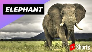 Elephant 🐘 One Of The Most Intelligent Animals In The World #shorts #elephant #intelligent animal