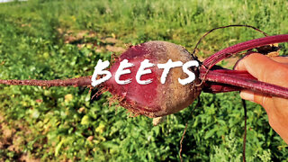 FOODIE || Farm-To-Table: Beets (2022)