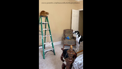 Great Dane Watches Ladder Loving Cat Run Up A Ladder
