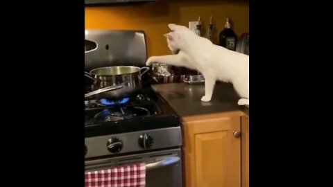 Try Not To Laugh🤣Funniest Cat Video😹