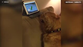 Cão adora ver séries no Ipad