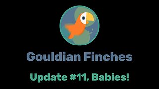 Gouldian finches update # 11, babies