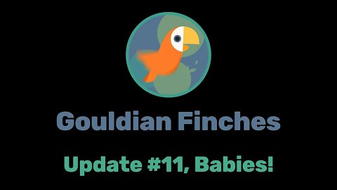 Gouldian finches update # 11, babies