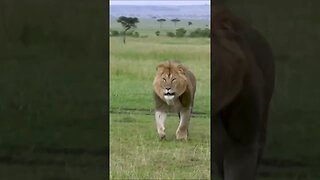 Happy Lion Running #shorts #short