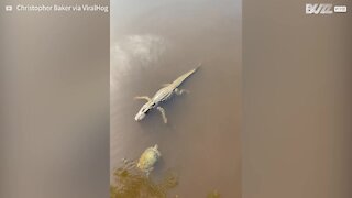 Turtle and alligator "high five" each other