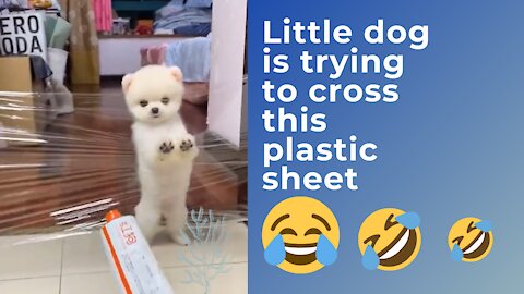 little dog is trying to cross the plastic sheet