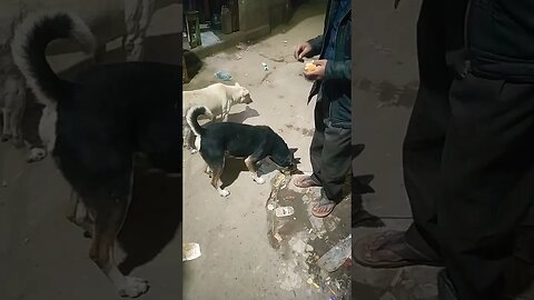 We are feeding Dogs, Part-02