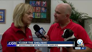 Clear The Shelters Event
