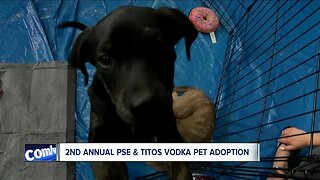 Animal shelters team up for One Buffalo Pet Adoption event