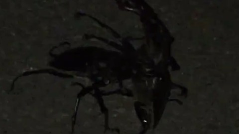 Stag Beetle Wrestling Funny