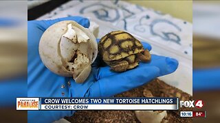 CROW announces the birth of gopher tortoises