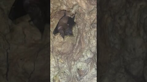 A bat we didn’t expect! Dropping down on us in Goa Giri Putri holy temple! In Nusa Penida.