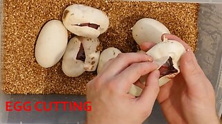 Egg Cutting - First clutch of 22