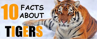 Mind-Blowing Tiger Secrets Revealed