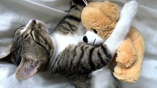 Sweet Cat Loves His Bear Toy