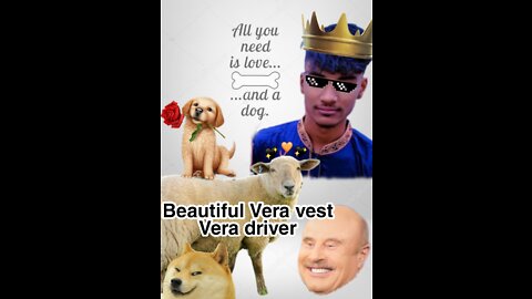 Beautiful Vera vest Vera driver Cute dog