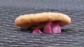 This Dog Tries To Be Stealthy While Stealing A Cookie