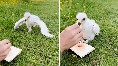 Eagle chick takes their very first steps