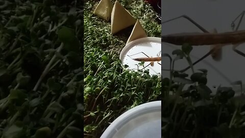 Mantis about to eat a waxworm