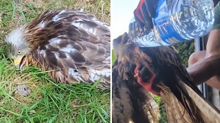 Man rescues bird suffering from UK heatwave